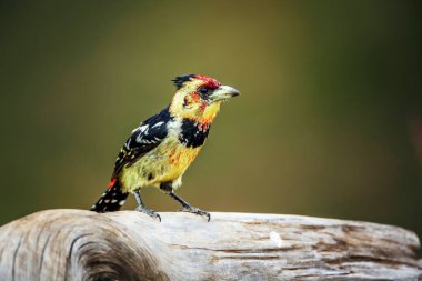 Güney Afrika 'daki Büyük Kruger Ulusal Parkı' nda izole edilmiş bir kütüğün üzerinde duran Barbet, Ramphastidae ailesinden Specie Trachyphonus vaillantii.
