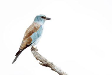 Güney Afrika 'daki Büyük Kruger Ulusal Parkı' nda beyaz arka planda izole edilmiş bir dalda duran Avrupalı patenci; Coraciidae familyasından Specie Coracias Garrulus