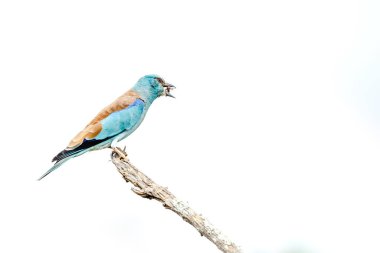 Güney Afrika 'daki Büyük Kruger Ulusal Parkı' nda izole edilmiş bir böcek yiyen Avrupalı patenci; Coraciidae familyasından Specie Coracias Garrulus