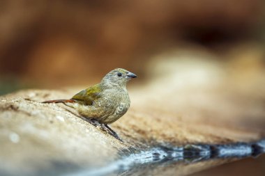 Güney Afrika 'daki Büyük Kruger Ulusal Parkı' ndaki su birikintisi boyunca duran yeşil kanatlı Pytilia çocuk; Estrildidae 'deki Specie Pytilia melba ailesi