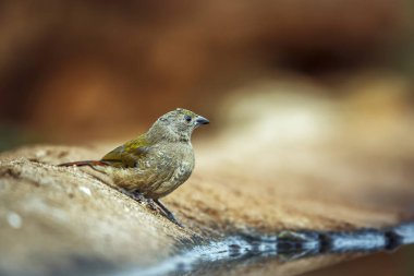Güney Afrika 'daki Büyük Kruger Ulusal Parkı' ndaki su birikintisi boyunca duran yeşil kanatlı Pytilia çocuk; Estrildidae 'deki Specie Pytilia melba ailesi