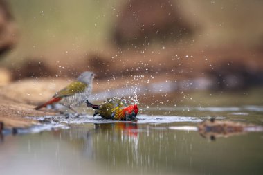 Güney Afrika 'daki Büyük Kruger Ulusal Parkı' nda yüzen yeşil kanatlı Pytilla çifti; Estrildidae 'deki Specie Pytilia melba ailesi