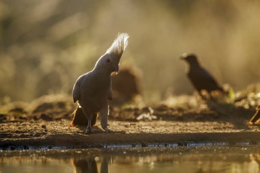 Güney Afrika 'daki Kruger Ulusal Parkı' ndaki su birikintisi boyunca arkada duran gri kuş, Musophagidae familyasının Corythaixoides konservesi. 