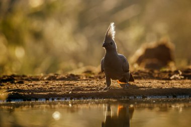 Güney Afrika 'daki Kruger Ulusal Parkı' ndaki su birikintisi boyunca arkada duran gri kuş, Musophagidae familyasının Corythaixoides konservesi. 