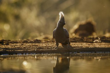 Güney Afrika 'daki Kruger Ulusal Parkı' ndaki su birikintisi boyunca arkada duran gri kuş, Musophagidae familyasının Corythaixoides konservesi. 