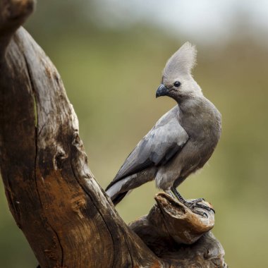 Güney Afrika 'daki Kruger Ulusal Parkı' nda izole edilmiş bir kütükte duran gri kuş, Musophagidae familyasının Corythaixoides konservesi. 