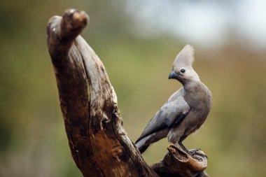 Güney Afrika 'daki Kruger Ulusal Parkı' nda izole edilmiş bir kütükte duran gri kuş, Musophagidae familyasının Corythaixoides konservesi. 