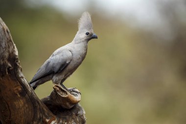 Güney Afrika 'daki Kruger Ulusal Parkı' nda izole edilmiş bir kütükte duran gri kuş, Musophagidae familyasının Corythaixoides konservesi. 