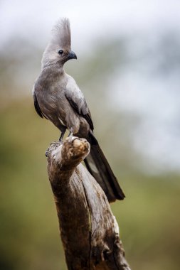 Güney Afrika 'daki Kruger Ulusal Parkı' nda izole edilmiş bir kütükte duran gri kuş, Musophagidae familyasının Corythaixoides konservesi. 