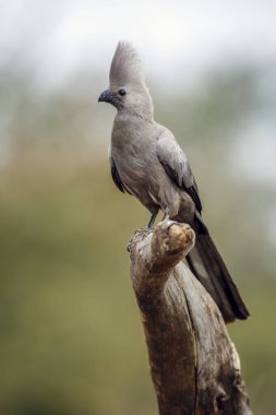 Güney Afrika 'daki Kruger Ulusal Parkı' nda izole edilmiş bir kütükte duran gri kuş, Musophagidae familyasının Corythaixoides konservesi. 