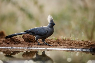 Güney Afrika 'daki Kruger Ulusal Parkı' ndaki su birikintisi boyunca ayakta duran gri kuş, Musophagidae familyasından Specie Corythaixoides. 