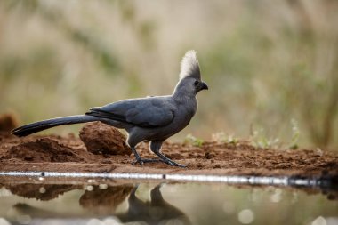 Güney Afrika 'daki Kruger Ulusal Parkı' ndaki su birikintisi boyunca ayakta duran gri kuş, Musophagidae familyasından Specie Corythaixoides. 