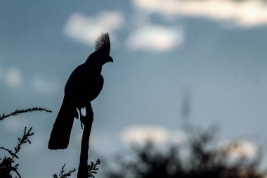 Güney Afrika 'daki Kruger Ulusal Parkı' nda bulutlu gökyüzünde izole edilmiş gri kuş silueti; Musophagidae familyasına ait Specie Corythaixoides 