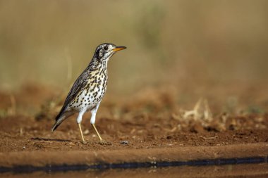 Güney Afrika 'daki Kruger Ulusal Parkı' ndaki su birikintisi boyunca zemin kazıcı Thrush; Turdidae ailesinden Tür Turdus litsitsirupa