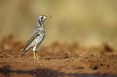 Güney Afrika 'daki Kruger Ulusal Parkı' ndaki su birikintisi boyunca zemin kazıcı Thrush; Turdidae ailesinden Tür Turdus litsitsirupa