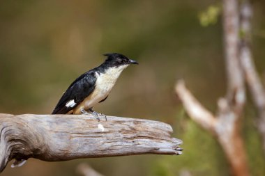 Güney Afrika 'daki Büyük Kruger Ulusal Parkı' nda bir kütüğün üzerinde duran Pied Cuculidae ailesinden Specie Clamator Jacobinus.