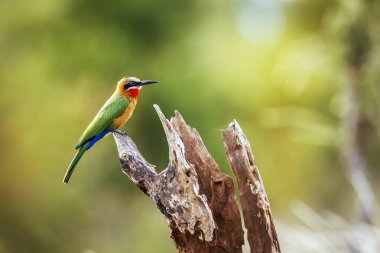 Güney Afrika 'daki Büyük Kruger Ulusal Parkı' nda izole edilmiş bir kütüğün üzerinde duran beyaz önlü arı yiyici; Meropidae familyasından Specie Merops bullockoides