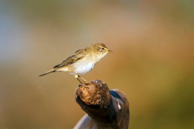 Willow Warbler, Güney Afrika 'daki Büyük Kruger Ulusal Parkı' nda, Phylloscopidae familyasındaki Specie Phylloscopus Trochilus 'un doğal arka planda izole edilmiş bir kütüğün üzerinde duruyor.