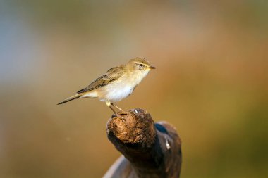 Willow Warbler, Güney Afrika 'daki Büyük Kruger Ulusal Parkı' nda, Phylloscopidae familyasındaki Specie Phylloscopus Trochilus 'un doğal arka planda izole edilmiş bir kütüğün üzerinde duruyor.