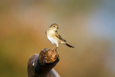 Willow Warbler, Güney Afrika 'daki Büyük Kruger Ulusal Parkı' nda, Phylloscopidae familyasındaki Specie Phylloscopus Trochilus 'un doğal arka planda izole edilmiş bir kütüğün üzerinde duruyor.