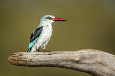 Güney Afrika 'daki Büyük Kruger Ulusal Parkı' nda izole edilmiş bir kütük üzerinde duran orman balıkçısı Alcedinidae familyasından Specie Halcyon senegalensis.