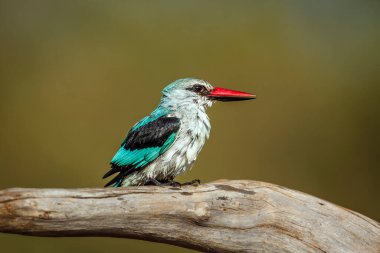 Güney Afrika 'daki Büyük Kruger Ulusal Parkı' nda banyodan sonra kütüğün üzerinde duran orman balıkçısı Alcedinidae familyasından Specie Halcyon Senegalensis.