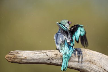 Güney Afrika 'daki Büyük Kruger Ulusal Parkı' nda kanat çırpan bir kütük üzerinde duran orman kralı Alcedinidae familyasından Specie Halcyon Senegalensis.