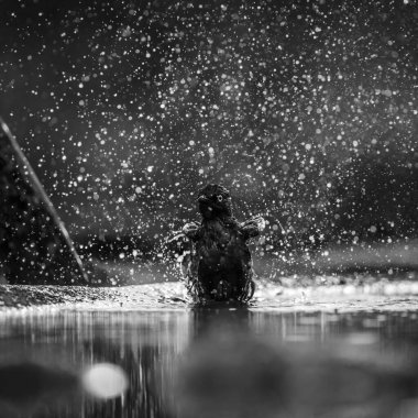 Cape Glossy Starling, Güney Afrika 'daki Büyük Kruger Ulusal Parkı' ndaki su birikintisinde yıkanırken ve sallanırken Sturnidae ailesini besleyen Specie Lamprotornis.