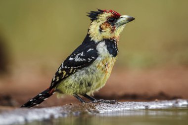 Güney Afrika 'daki Büyük Kruger Ulusal Parkı' nda su birikintisi boyunca uzanan ibikli Barbet; Ramphastidae ailesinden Specie Trachyphonus vaillantii