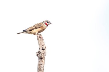 Güney Afrika 'daki Büyük Kruger Ulusal Parkı' nda beyaz arka planda izole edilmiş bir dalda duran boğazlı ispinoz; Estrildidae ailesinden Specie Amadina fasciata