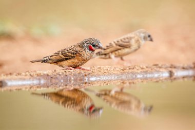 Güney Afrika 'daki Büyük Kruger Ulusal Parkı' nda yansıması olan boğazı kesilmiş ispinoz çifti Estrildidae ailesinden Specie Amadina fasciata
