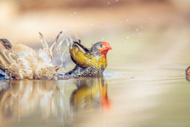 Güney Afrika 'daki Büyük Kruger Ulusal Parkı' ndaki su birikintisinde yıkanan ve sıçrayan yeşil kanatlı Pytilia çifti; Estrildidae 'deki Specie Pytilia Melba ailesi