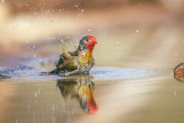 Güney Afrika 'daki Büyük Kruger Ulusal Parkı' ndaki su birikintisinde yıkanan ve sıçrayan yeşil kanatlı Pytilia erkeği Estrildidae ailesinden Specie Pytilia Melba
