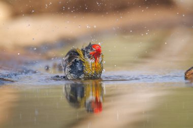 Güney Afrika 'daki Büyük Kruger Ulusal Parkı' ndaki su birikintisinde yıkanan ve sıçrayan yeşil kanatlı Pytilia erkeği Estrildidae ailesinden Specie Pytilia Melba