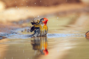 Güney Afrika 'daki Büyük Kruger Ulusal Parkı' ndaki su birikintisinde yıkanan ve sıçrayan yeşil kanatlı Pytilia erkeği Estrildidae ailesinden Specie Pytilia Melba