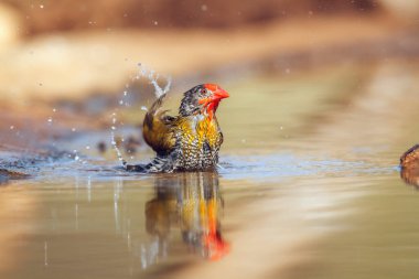 Güney Afrika 'daki Büyük Kruger Ulusal Parkı' ndaki su birikintisinde yıkanan ve sıçrayan yeşil kanatlı Pytilia erkeği Estrildidae ailesinden Specie Pytilia Melba