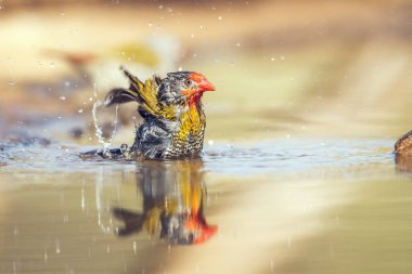 Güney Afrika 'daki Büyük Kruger Ulusal Parkı' ndaki su birikintisinde yıkanan ve sıçrayan yeşil kanatlı Pytilia erkeği Estrildidae ailesinden Specie Pytilia Melba
