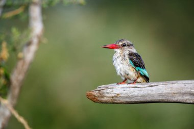 Gri başlı Kingfisher, Güney Afrika 'daki Büyük Kruger Ulusal Parkı' nda izole edilmiş bir kütüğün üzerinde duruyor.