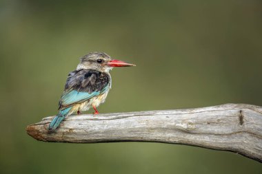 Gri başlı Kingfisher, Güney Afrika 'daki Büyük Kruger Ulusal Parkı' nda izole edilmiş bir kütüğün üzerinde duruyor.
