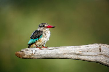 Gri başlı Kingfisher, Güney Afrika 'daki Büyük Kruger Ulusal Parkı' nda izole edilmiş bir kütüğün üzerinde duruyor.