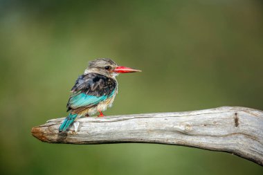Gri başlı Kingfisher, Güney Afrika 'daki Büyük Kruger Ulusal Parkı' nda izole edilmiş bir kütüğün üzerinde duruyor.