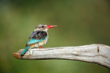Gri başlı Kingfisher, Güney Afrika 'daki Büyük Kruger Ulusal Parkı' nda izole edilmiş bir kütüğün üzerinde duruyor.