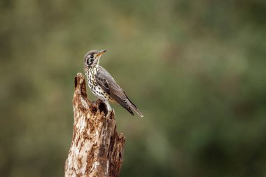 Güney Afrika 'daki Kruger Ulusal Parkı' nda izole edilmiş bir kütüğün üzerinde duran Groundscraper Thrush; Turdidae ailesinden Specie Turdus Litsitsirupa