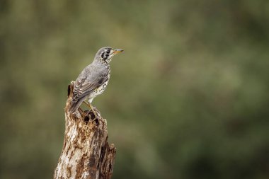 Güney Afrika 'daki Kruger Ulusal Parkı' nda izole edilmiş bir kütüğün üzerinde duran Groundscraper Thrush; Turdidae ailesinden Specie Turdus Litsitsirupa