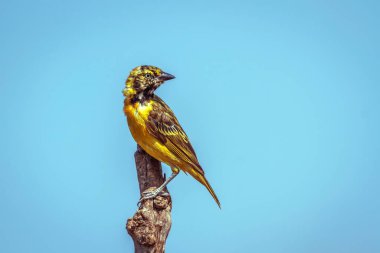 Küçük Maskeli Weaver erkeği, Güney Afrika 'daki Büyük Kruger Ulusal Parkı' ndaki mavi gökyüzünde izole bir dala tünemiş.