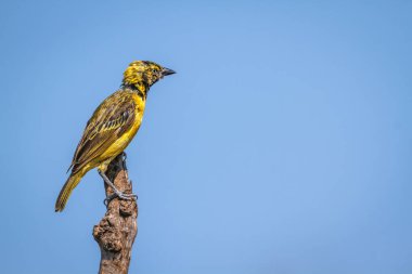 Küçük Maskeli Weaver erkeği, Güney Afrika 'daki Büyük Kruger Ulusal Parkı' ndaki mavi gökyüzünde izole bir dala tünemiş.