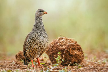 Güney Afrika 'daki Büyük Kruger Ulusal Parkı' nda fil gübresinin önünde duran Natal Francolin; Phasianidae familyasından Specie Pternistis natalensis