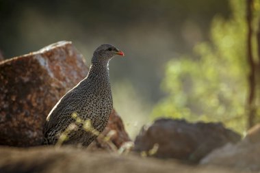 Güney Afrika 'daki Büyük Kruger Ulusal Parkı' ndaki taşların arkasındaki Natal Frankolin portresi; Phasianidae 'deki Specie Pternistis natalensis ailesi