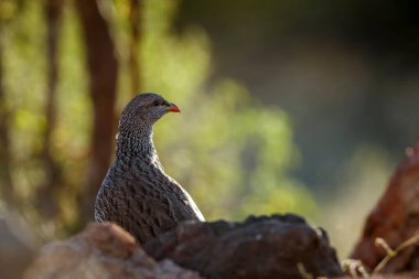 Güney Afrika 'daki Büyük Kruger Ulusal Parkı' ndaki taşların arkasındaki Natal Frankolin portresi; Phasianidae 'deki Specie Pternistis natalensis ailesi