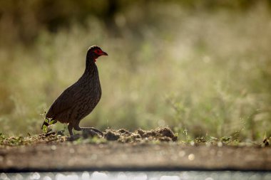 Swainson 'un Spurfowl' u Güney Afrika 'daki Büyük Kruger Ulusal Parkı' ndaki su birikintisi boyunca yürüyordu; Phasianidae familyasından Specie Pternistis swinsonii